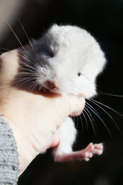 Petit chinchilla à la main — Photo