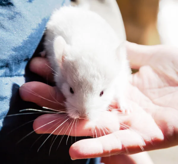 Elinde küçük chinchilla