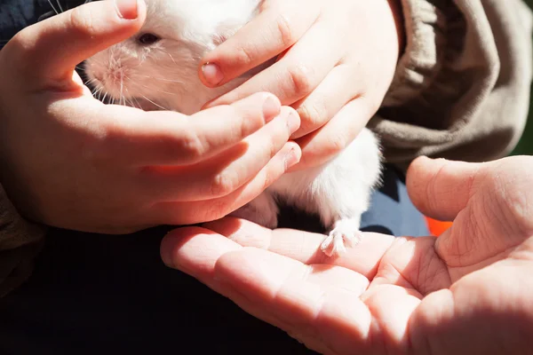 Elinde küçük chinchilla — Stok fotoğraf