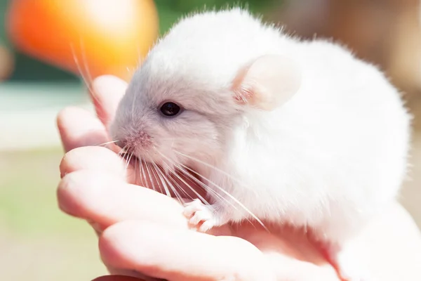 Pequena chinchila na mão — Fotografia de Stock