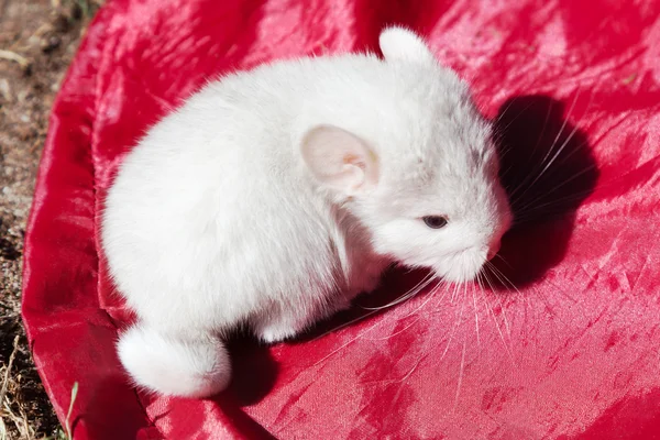 Um pouco de chinchila de bebê branco — Fotografia de Stock