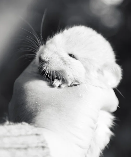 Weinig chinchilla in de hand — Stockfoto