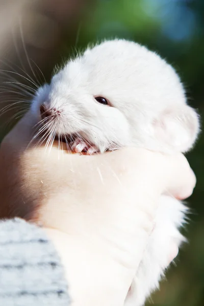 Elinde küçük chinchilla — Stok fotoğraf