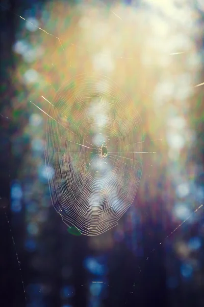 A aranha sentada no centro da teia na floresta — Fotografia de Stock