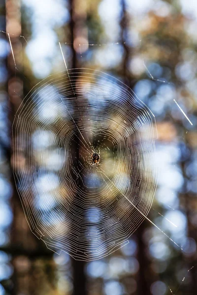 A aranha sentada no centro da teia na floresta — Fotografia de Stock