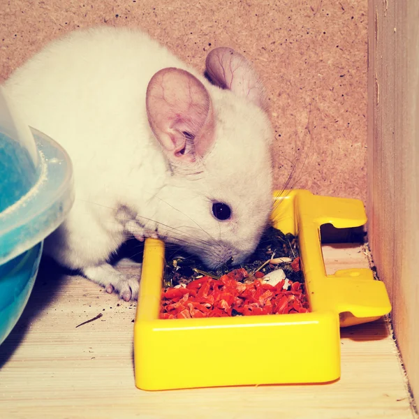 Little white eating chinchilla — Stock Photo, Image