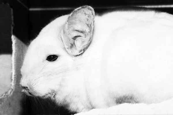 Beyaz güzel chinchilla — Stok fotoğraf