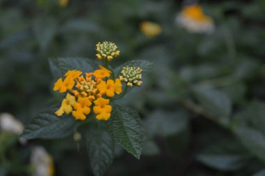 Sabah sarı çiçek açar.