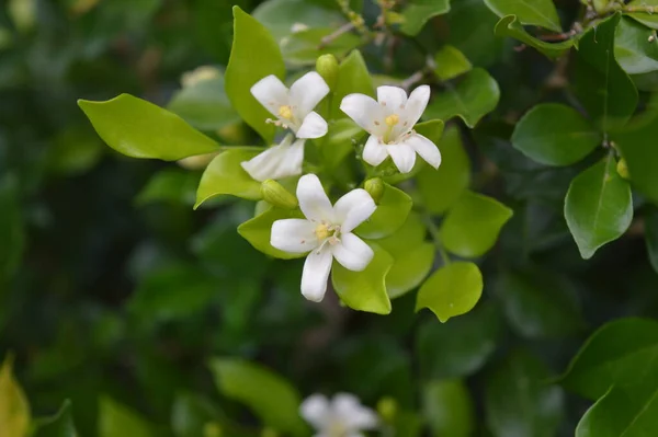 Bílá Květina Strom Květ Létě — Stock fotografie