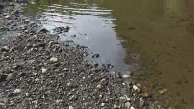 Ormandaki bahar deresi.