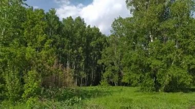 Orman açıklığı, bahar günü..