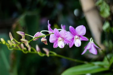 Menekşe çiçeği Orkide Bahçe