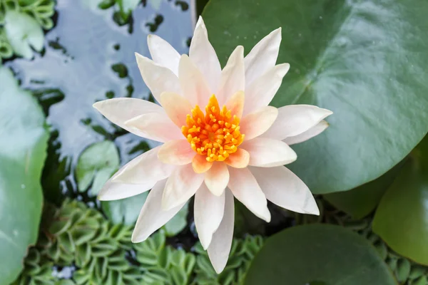 White blossom lotus in fishbowl — Stock Photo, Image