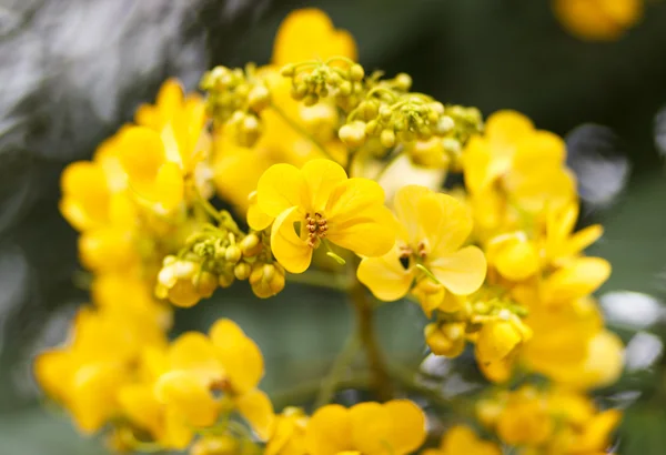 Cassod tree, cassia siamea or siamese senna is yellow flower whi — Stock Photo, Image