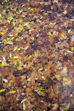 sonbahar yaprakları