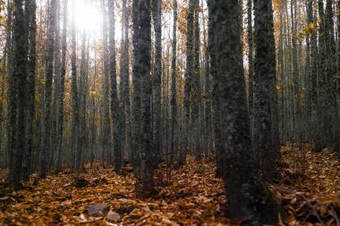 Ormanda ağaç kabuk