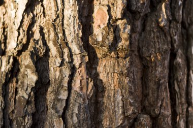 Çam ağacı doku günbatımı üzerinde kabuğu