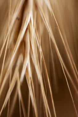 Altın ışık ile ani bir makro