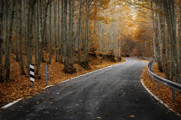 Black road in autumn