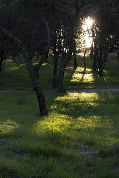 Sun through trees