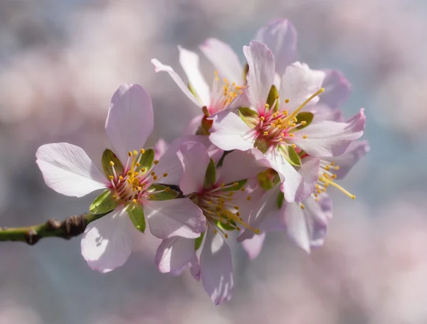 A branch of flowering almonds — Stock Photo, Image