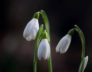 Şubat ayında ormanda çuha çiçekleri