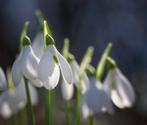 Primroses Forest February — Stock Photo, Image