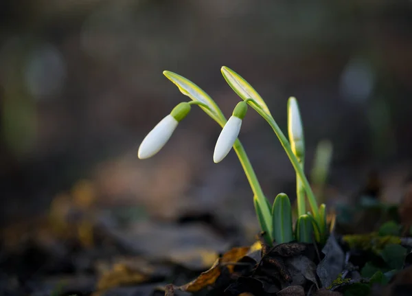 Primroses Forest February — Stock Photo, Image