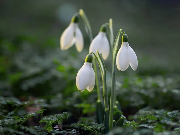 Primroses Forest February — Stock Photo, Image