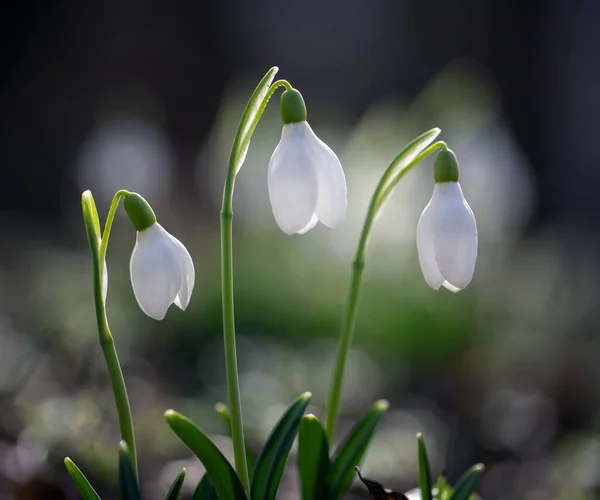 Primroses Forest February — Stock Photo, Image