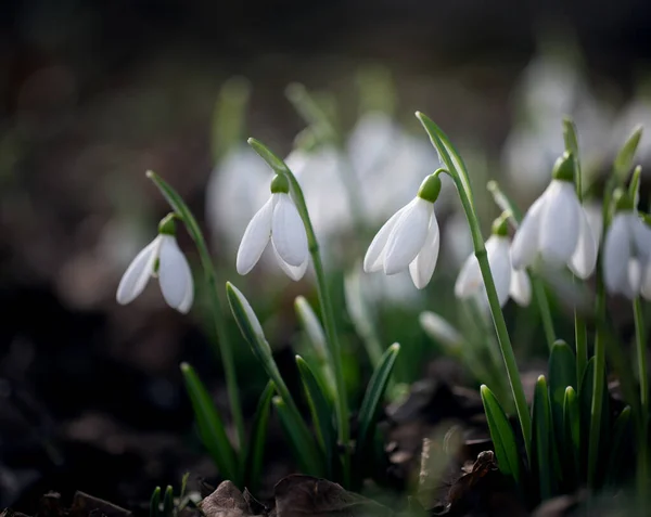 Primroses Forest February — Stock Photo, Image