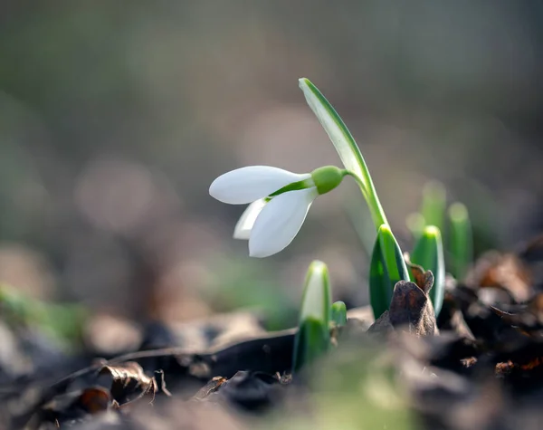 Primroses Forest February — Stock Photo, Image