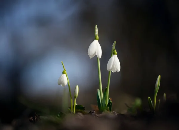 Primroses Forest February — Stock Photo, Image