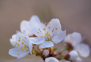 Bahar meyve ağaçlarında çiçek açıyor.
