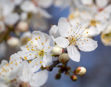 Bahar meyve ağaçlarında çiçek açıyor.