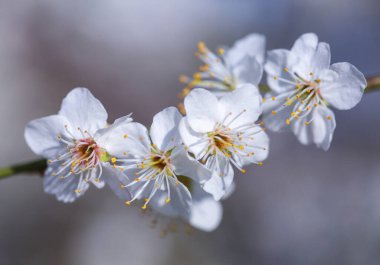 Bahar meyve ağaçlarında çiçek açıyor.