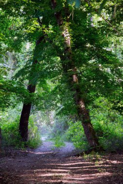 Dağıstan 'daki Samur Ormanı - Rusya' daki tek astropikal, liana ormanı
