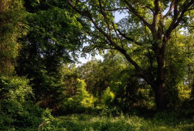 Dağıstan 'daki Samur Ormanı - Rusya' daki tek astropikal, liana ormanı