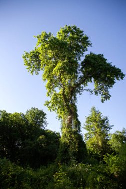 Dağıstan 'daki Samur Ormanı - Rusya' daki tek astropikal, liana ormanı