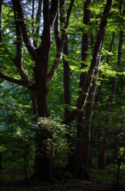 Dağıstan 'daki Samur Ormanı - Rusya' daki tek astropikal, liana ormanı