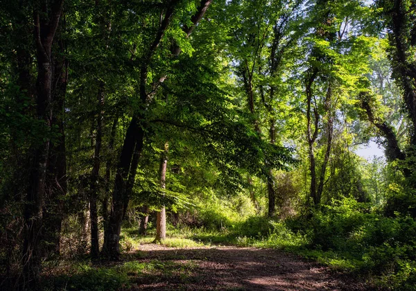 Dağıstan 'daki Samur Ormanı - Rusya' daki tek astropikal, liana ormanı