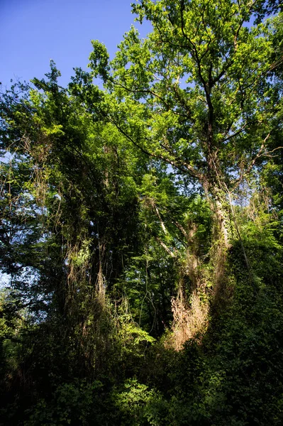 Bosque Samur Daguestán Único Bosque Subtropical Liana Rusia — Foto de Stock