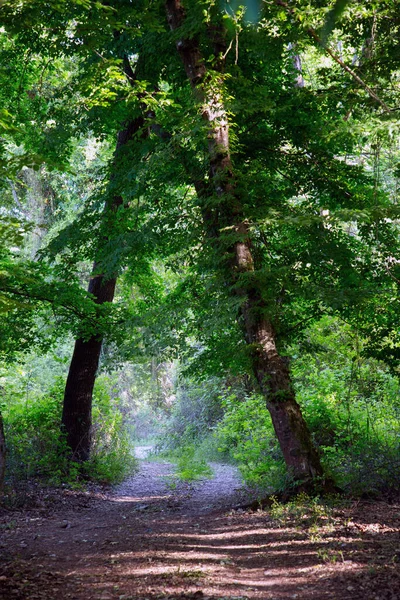 Samur forest in Dagestan - the only subtropical, liana forest in Russia