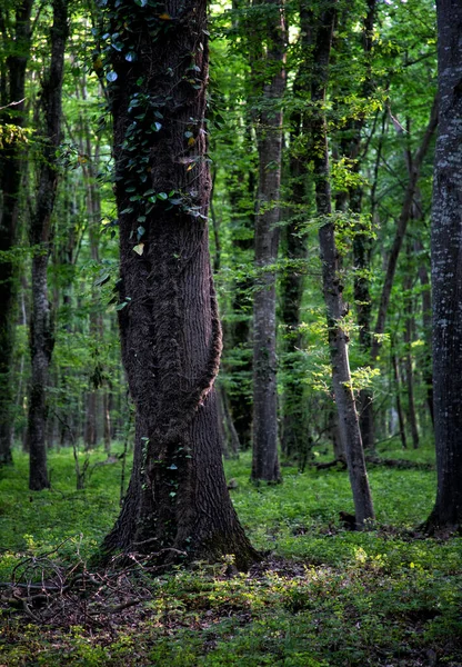 Bosque Samur Daguestán Único Bosque Subtropical Liana Rusia — Foto de Stock