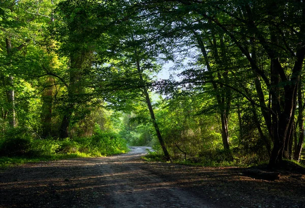 Bosque Samur Daguestán Único Bosque Subtropical Liana Rusia — Foto de Stock