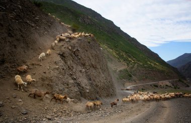 Büyük bir koyun sürüsü dağdan Dağıstan 'daki bir yola iniyor.