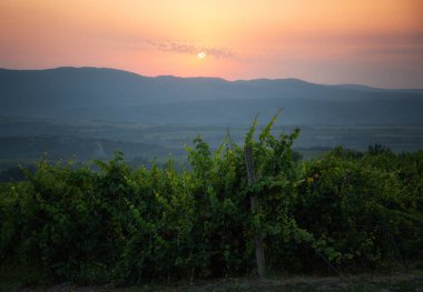 Yazın güneş doğarken Abrau 'nun üzüm bağlarıyla güzel bir manzara.