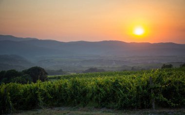 Yazın güneş doğarken Abrau 'nun üzüm bağlarıyla güzel bir manzara.