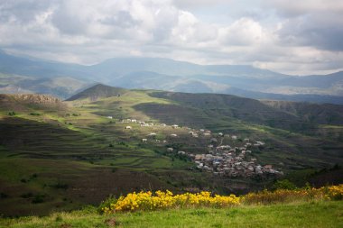 Sarı Rododendron mayıs ayında Kafkasya Dağlarında çiçek açar.