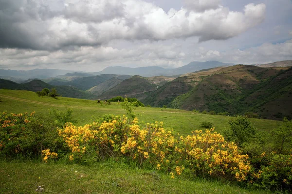 Κίτρινο Ροδόδεντρο Ανθίζει Στα Βουνά Του Καυκάσου Τον Μάιο — Φωτογραφία Αρχείου
